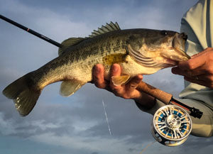 Largemouth bass  with fly rod and reel.