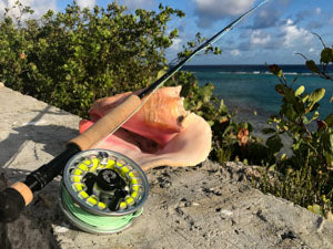 Rod and reel outfit resting on a conch shell.