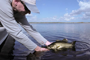 A nice fly-caught Florida largemouth bass.