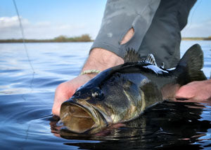 Florida largemouth bass caught on fly in the St. Johns River width=