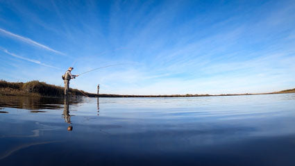 Fly Fishing for American Shad on the St. Johns River: A Coldwater Fish