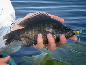 bluegill with fly