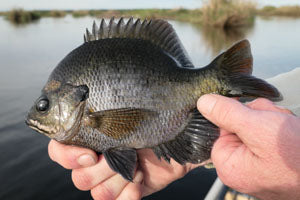 Rainy's Subsurface Panfish Collection -18