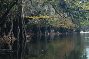 Cypress lined riverbank
