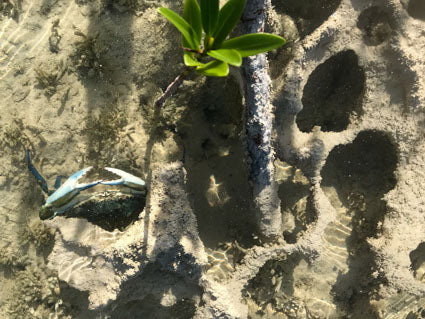 Limestone bottom with a mangrove shoot and small crab.