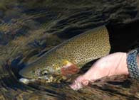 fly fishing the South Platte