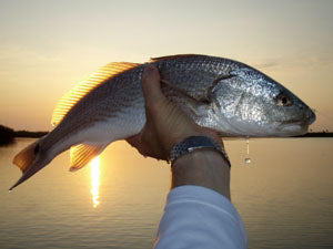 Redfish at sunrise