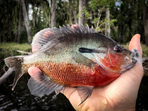 redbreasted sunfish