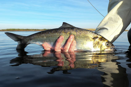 Fly Fishing for American Shad on the St. Johns River: A Coldwater Fish