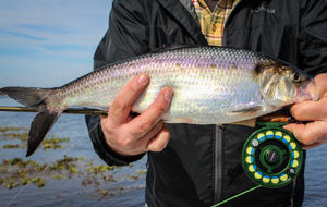 American shad