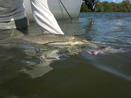 Big snook on 12# test.