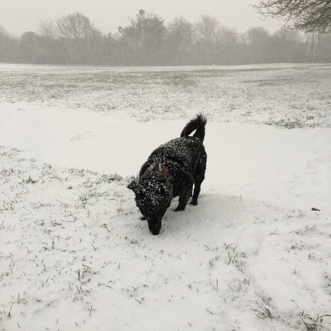 Otis in the snow.