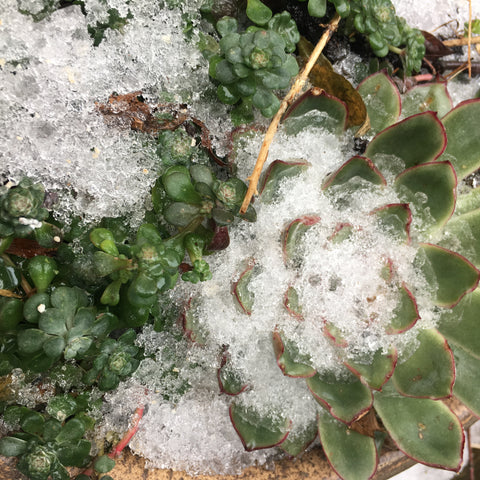 Snow covered succulents 