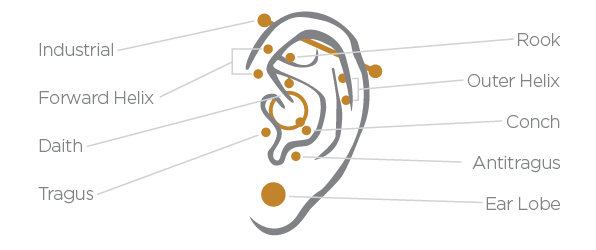 Ear Piercing FAQ Drawing of an ear with each piercing area labeled