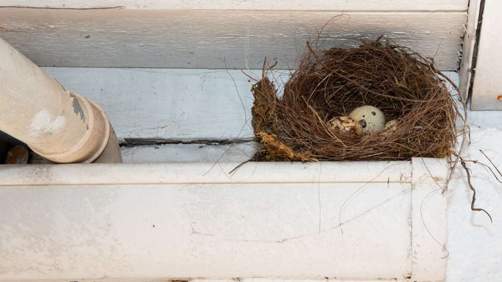Bird nest on gutter with two eggs.