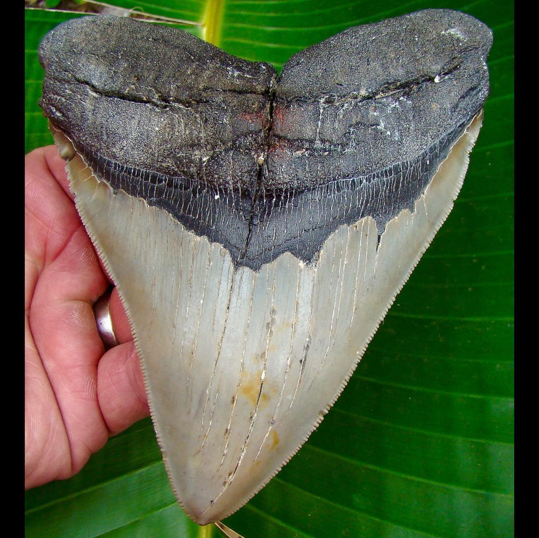 BIG Megalodon Teeth from InvestmentFossils.com – Investment Fossils