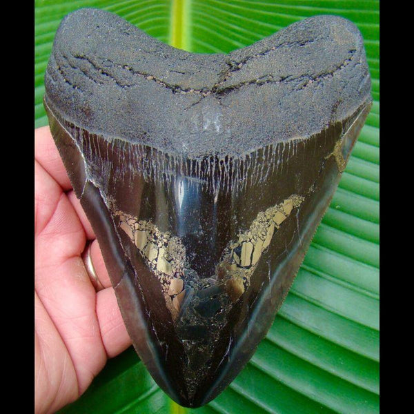 World Class Megalodon Shark Tooth For Sale - InvestmentFossils.com