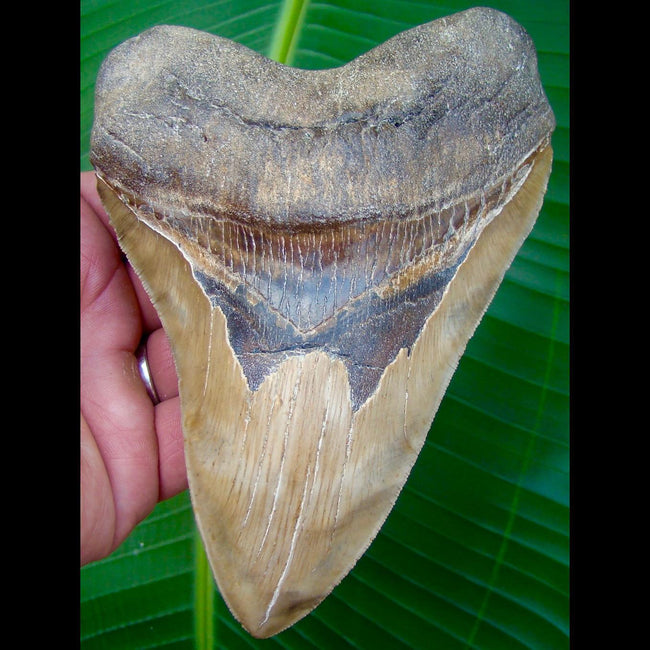 Tooth value megalodon MegaTeeth Fossils