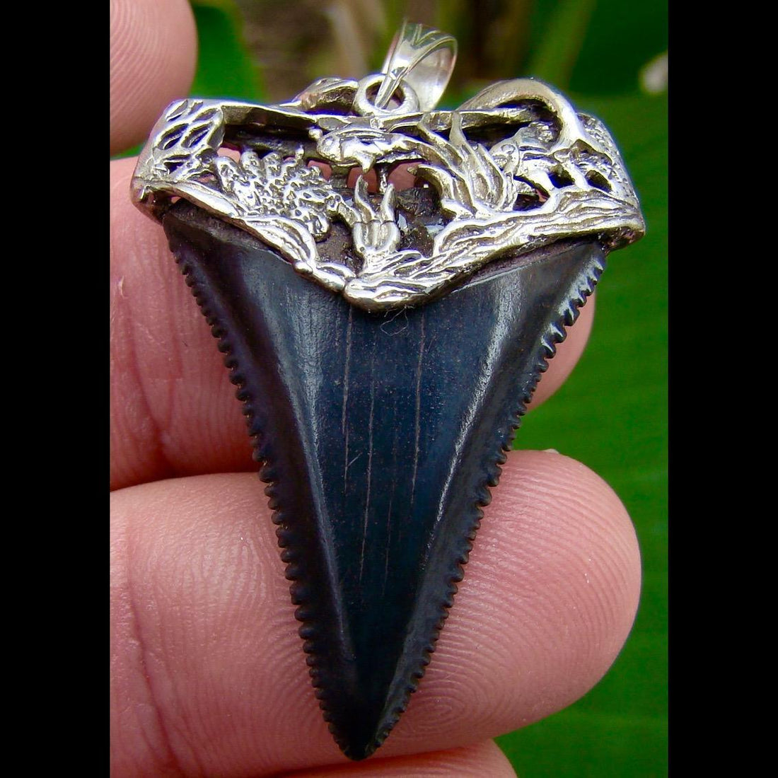 great white shark teeth necklaces