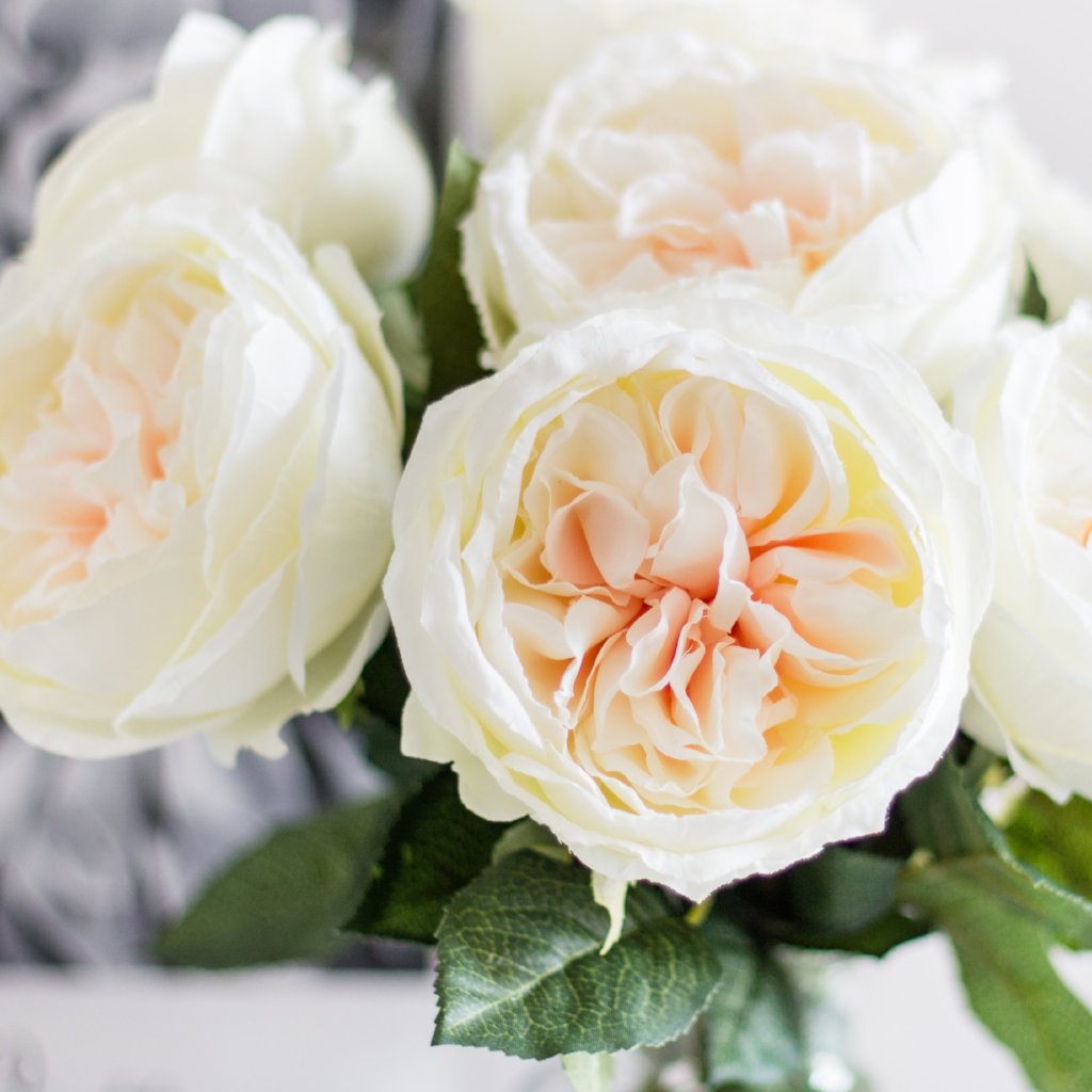 3pcs 12pcs Soft White Peachy Heart Garden Roses David Austin Roses S Lana Byanca Floral