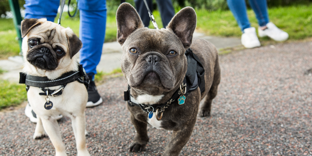 french bulldog pug dog exercise