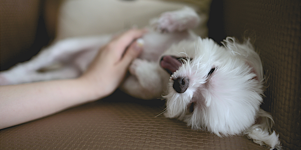 happy dog taking multivitamin pupgrade