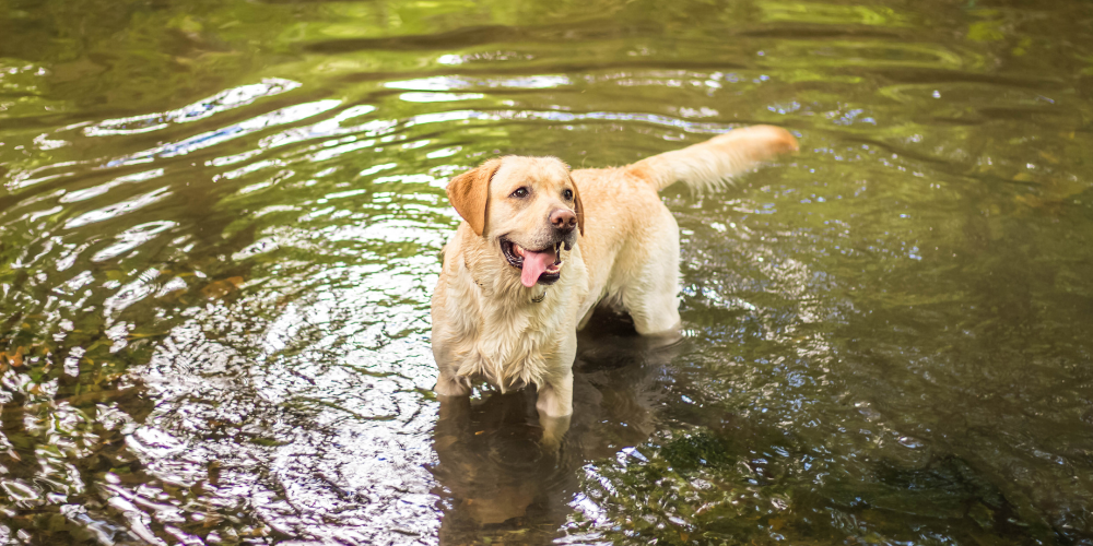 labrador dog exercise