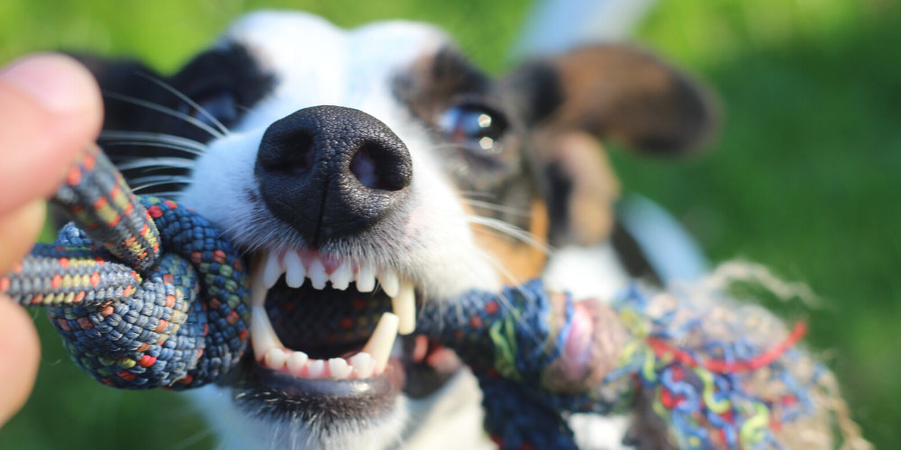 exercise your dog for lower anxiety levels