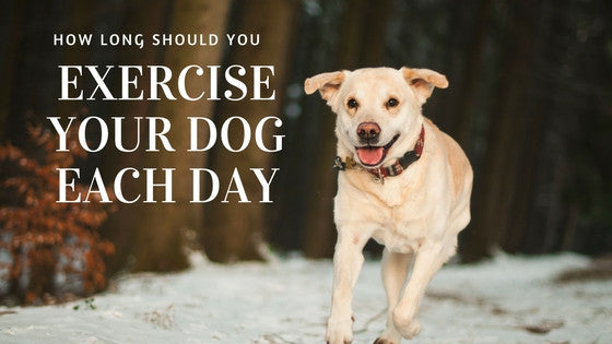 should you force your dog to walk