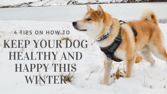 how do i keep my dog happy in the winter