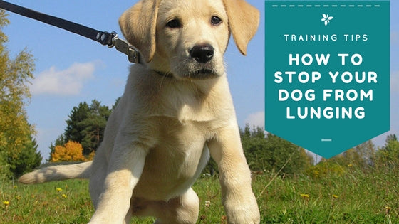 how to stop your dog from lunging at other dogs