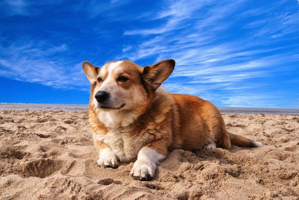 Dog lying on beach in summer