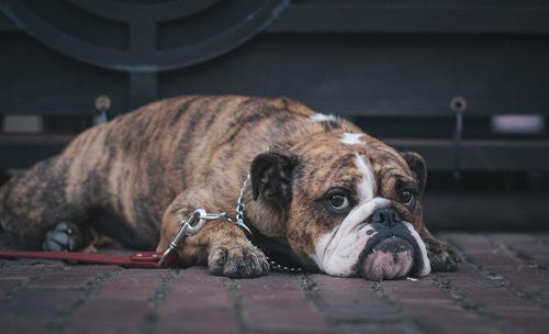 dog lying down wearing collar