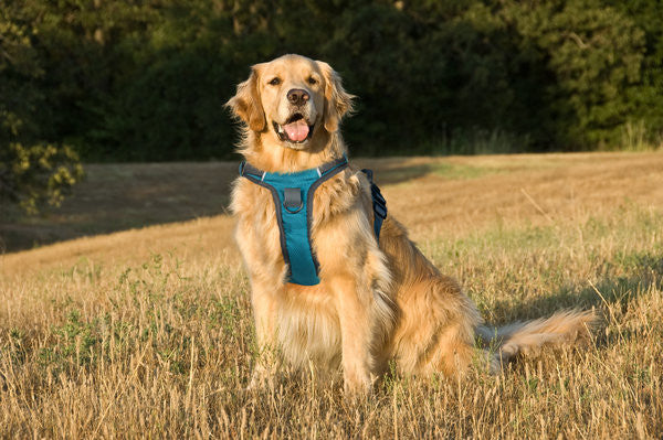 Golden retriever leash training