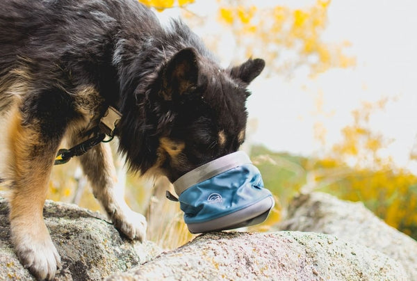 Portable dog water bowl