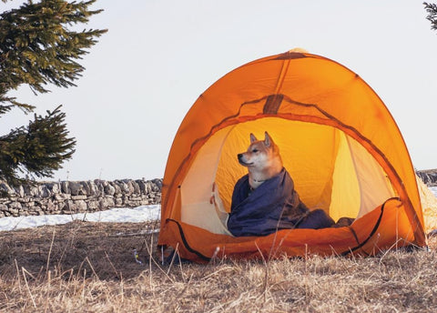 Dog in tent