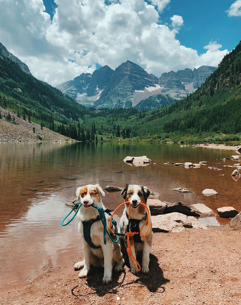 camping dogs