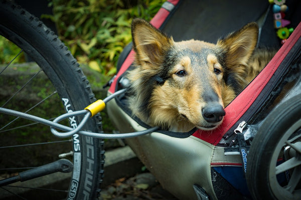 dog in bike trailer