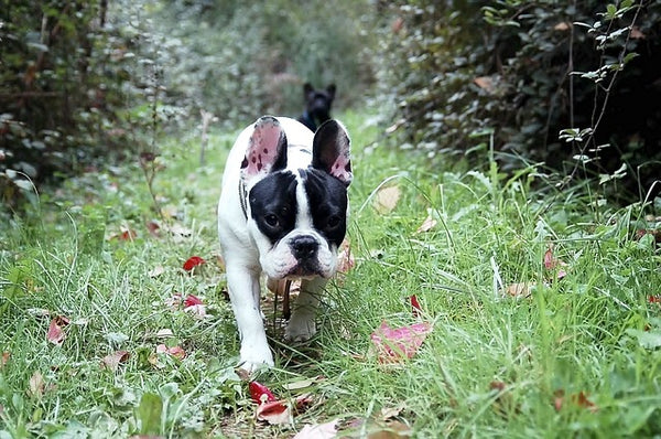 dog on hike