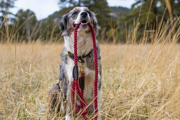 Dog collar rope leash