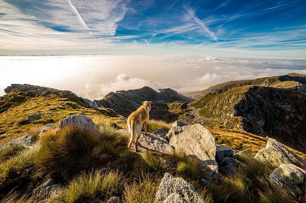 hiking dog