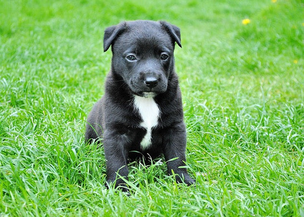 Outdoor Puppy