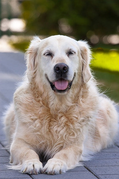 Golden retriever