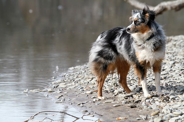 Australian Shepherd 