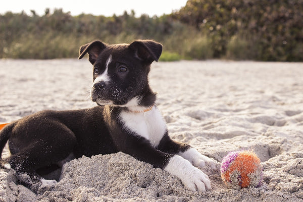 Dog playing on beach