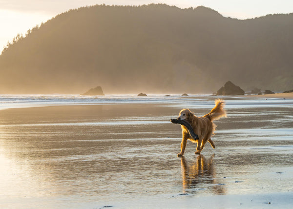 Dog at beach