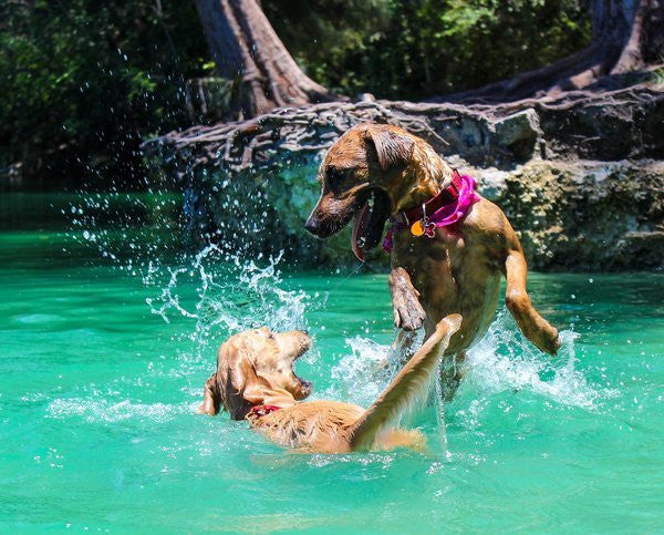 dog playing and swimming