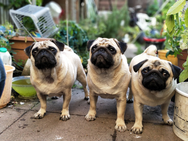 Pug family