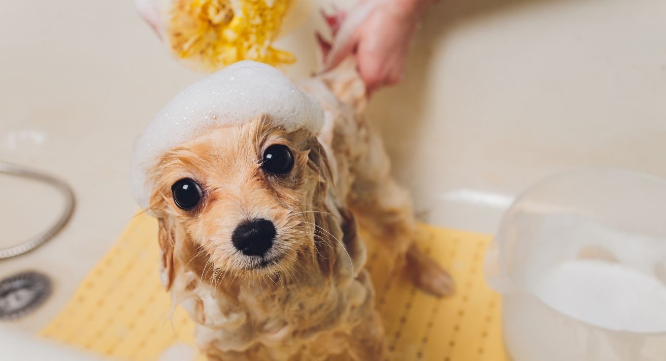 do dogs need baths