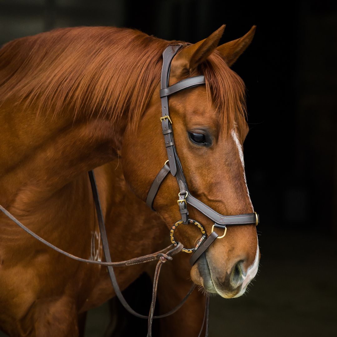 Rambo Micklem Competition Bridle 乗馬 頭絡 - その他